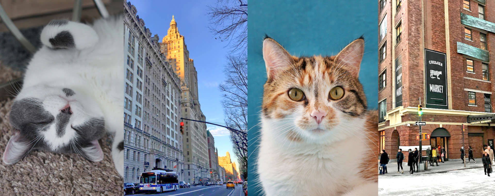 NYC Cat Sitter Cover Photo Cat Sitting Service in New York City